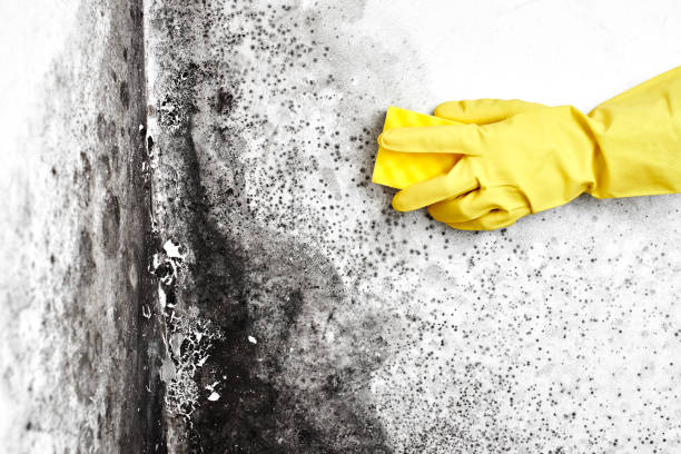 Crawl Space Mold Removal in Lake Telemark, NJ