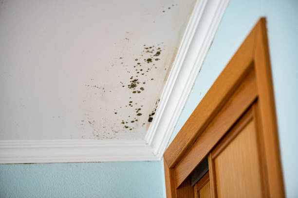 Best Fast Mold Removal  in Lake Telemark, NJ
