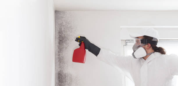 Home Mold Removal in Lake Telemark, NJ