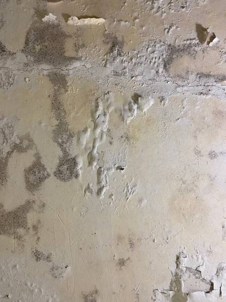Best Best Mold Removal Companies  in Lake Telemark, NJ