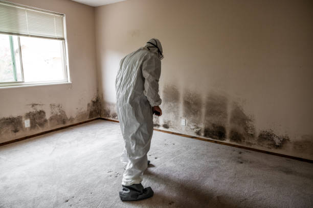 Best Same-Day Mold Removal  in Lake Telemark, NJ