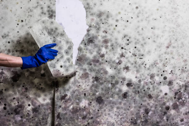 Professional Mold Removal in Lake Telemark, NJ