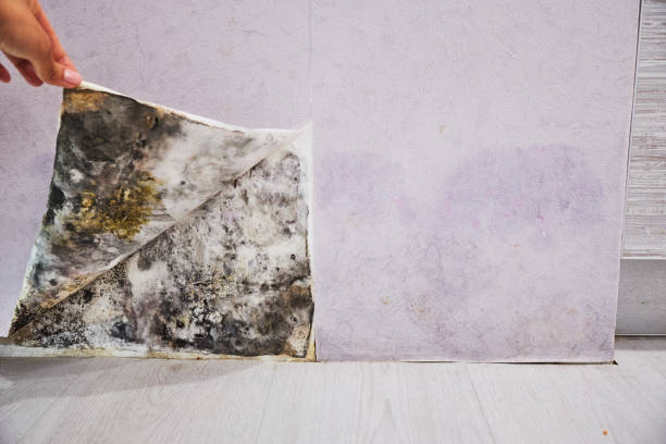 Best Toxic Mold Removal  in Lake Telemark, NJ